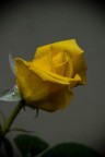 Rosa Rosa