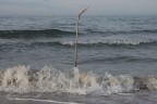 ramo nel mare ramo nel mare