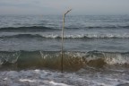 ramo nel mare ramo nel mare