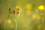 Sympetrum pedemontanum Sympetrum pedemontanum