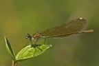 Calopteryx splendes (f) Calopteryx splendes (f)