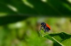 coccinella coccinella