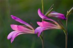 gladioli gladioli