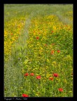 Impressionistic flower 1 Impressionistic flower 1
