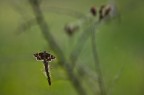 ghirigori ghirigori