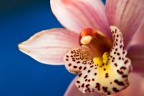 Orchidea Orchidea