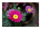 Ogni piccolo fiore e segno d'amore Ogni piccolo fiore e segno d'amore