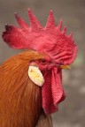 gallo! gallo!