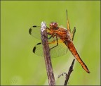 libellula libellula