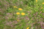 Campi in fiore Campi in fiore