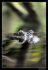 Alligatore Alligatore