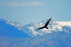 Rapace ambientato Rapace ambientato