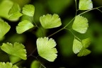 VERDE TENEREZZA VERDE TENEREZZA