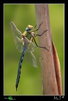 Anax Imperator