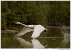 Cigno selvatico Cigno selvatico