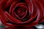 old rose old rose