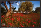 Primavera e papaveri Primavera e papaveri