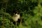 un gatto nel bosco
