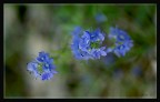 sfumature di bl�...