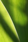 Verde d'erba Verde d'erba