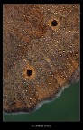 The Butterfly Surface The Butterfly Surface