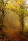 ... il sentiero dell'Elfo ... il sentiero dell'Elfo