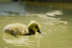 cucciolo di germano cucciolo di germano
