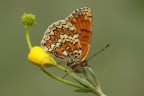 Melitea Melitea