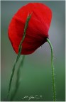 Rosso ...Cardinale Rosso ...Cardinale