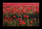 Mi sono lasciato catturare da un campo di papaveri Mi sono lasciato catturare da un campo di papaveri