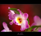 Orchidea Orchidea