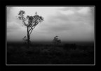 B&W storm B&W storm