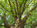 Albero in primavera Albero in primavera