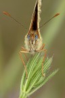 Melitaea phoebe 2.O Melitaea phoebe 2.O