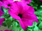 Violet flower Violet flower