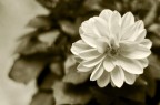 Dahlia (botanica) Dahlia (botanica)