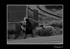 La transumanza La transumanza