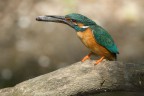 alcedo atthis con preda alcedo atthis con preda