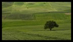 campagna verde campagna verde