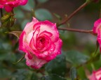 rosa dopo la pioggia