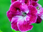 PELARGONIA
