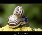 Chiocciole Chiocciole