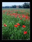 campo di papaveri campo di papaveri