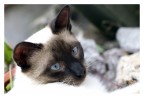 Cat Cat
