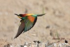 Gruccione - Merops Apiaster Gruccione - Merops Apiaster