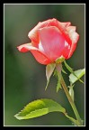 Rosa... Rosa...