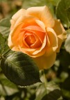 rosa rosa