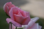 Rosa rosa Rosa rosa