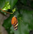 nikon d300
sigma 150
iso 400
s 1/125
f 4,0