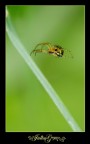 spider spider